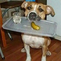 ����, �������, 62 ����