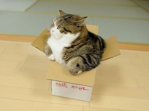 Нет такой коробки, в которую не поместился бы кот - 5