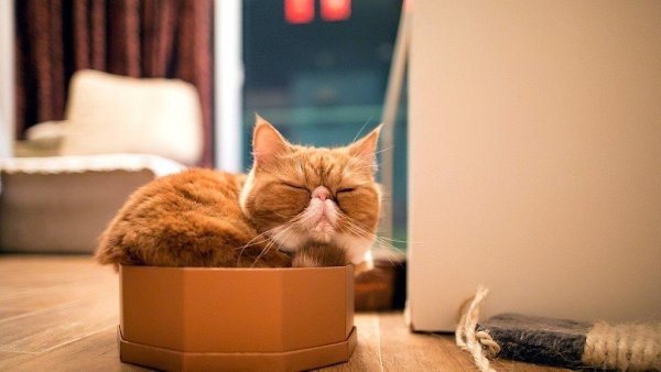 Нет такой коробки, в которую не поместился бы кот - 4