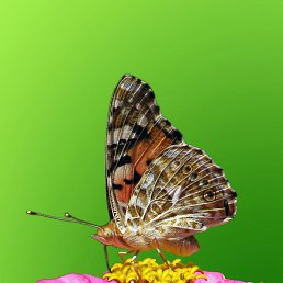 Veniamin, ������-��-����, 48 ���