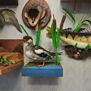 ������� �� ������� ���� ������