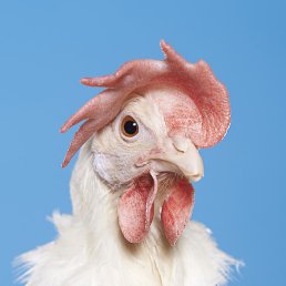 ���������, ��������