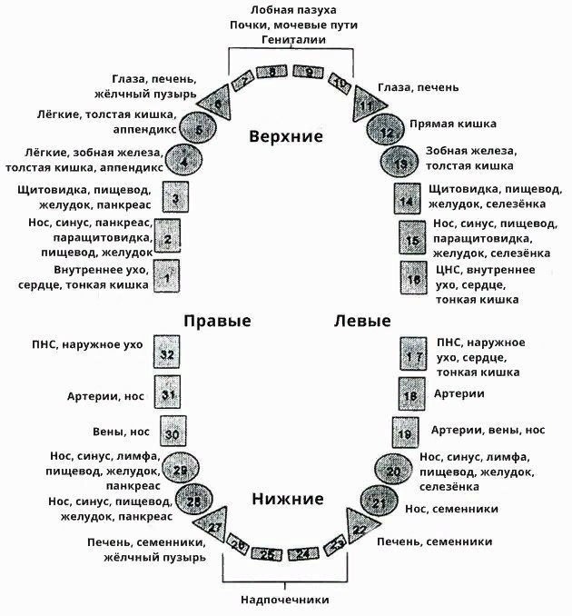 Верхний Глазной Зуб Где Находится Фото