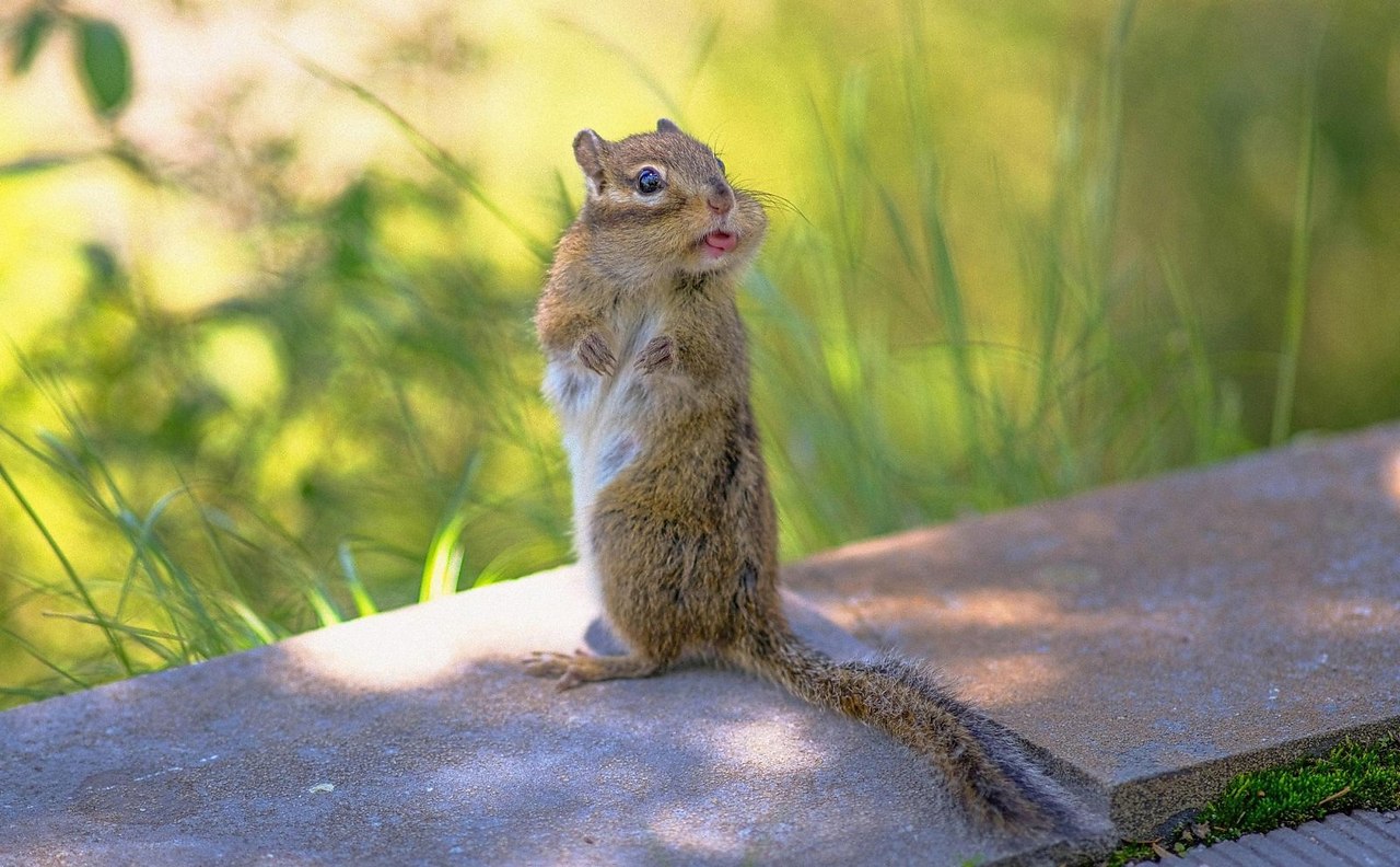   Comedy Wildlife Photo Awards.. ,     ... - 2