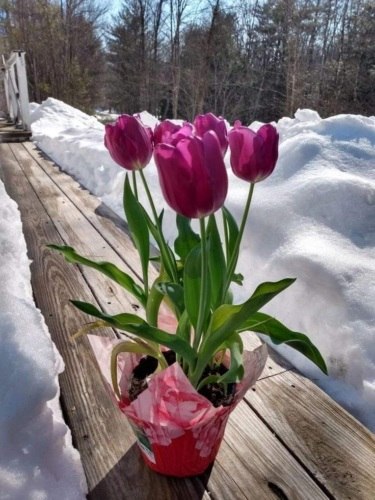 За окном февраль метёт,совсем скоро , Весна тихонечко идёт. Просто февраль.. Холодно.....и очень ...