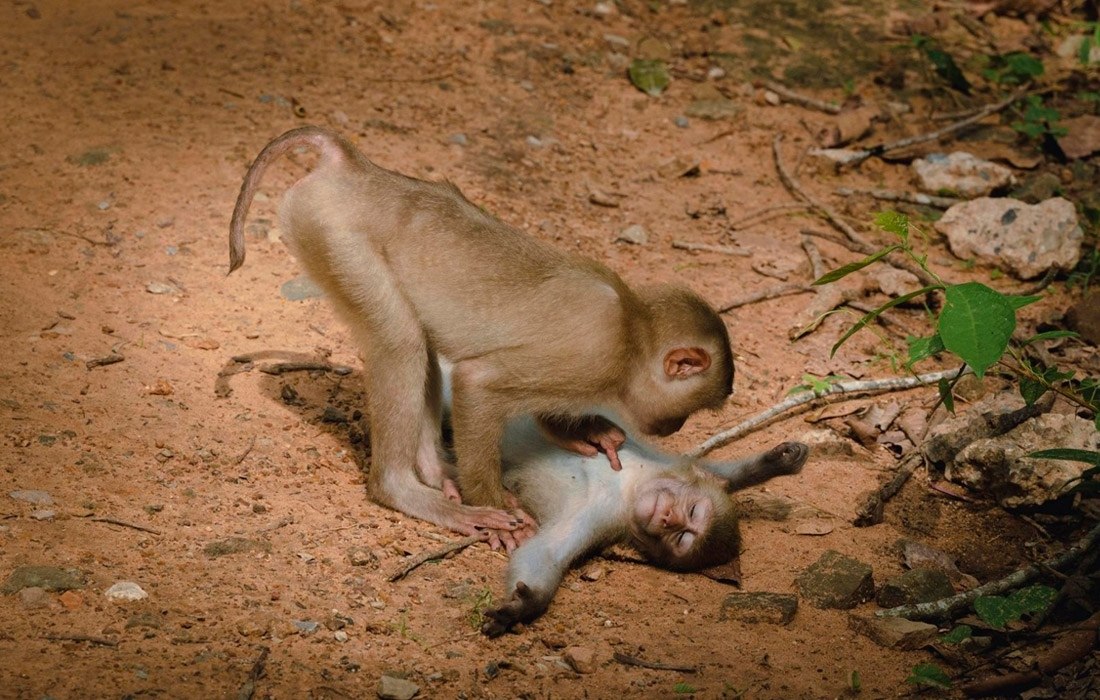   Comedy Wildlife Photo Awards.. ,     ... - 4