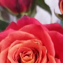 ���� �������, ��� - ��������� 4 ������� 2022 � ������ ���� ����������