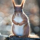  , -, 53  -  17  2022    