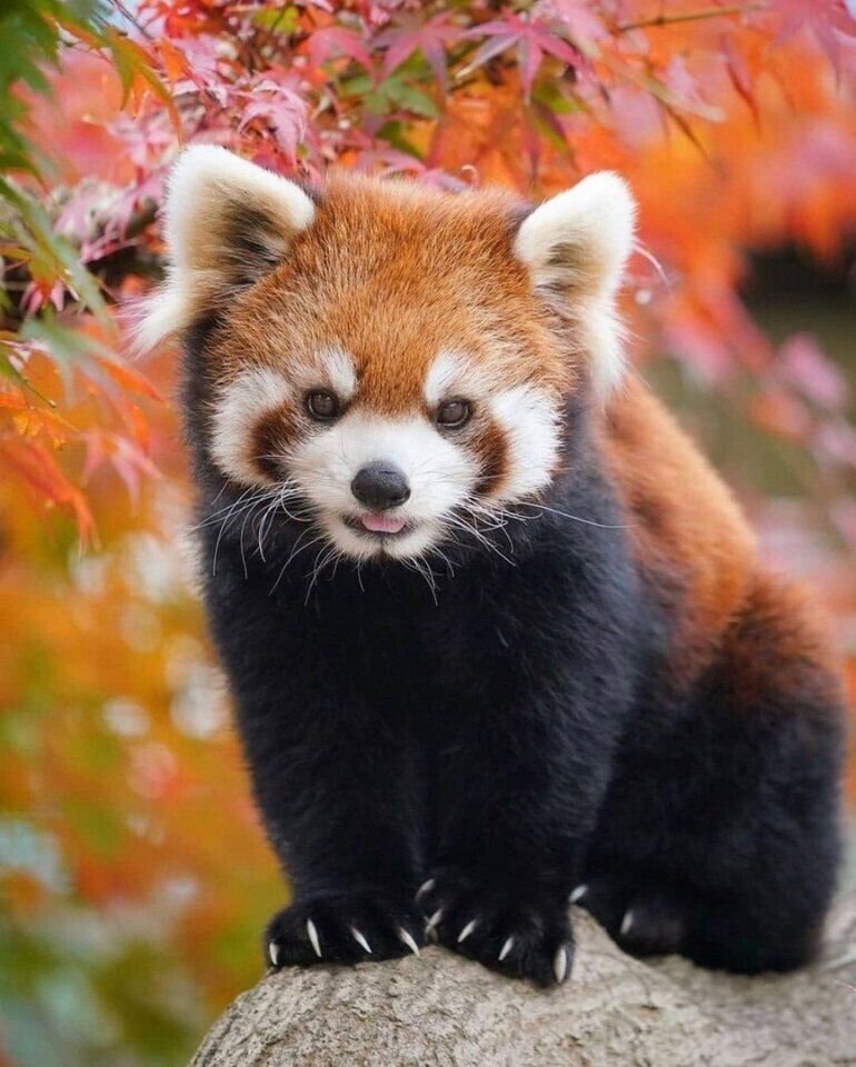 apoaea paca aa