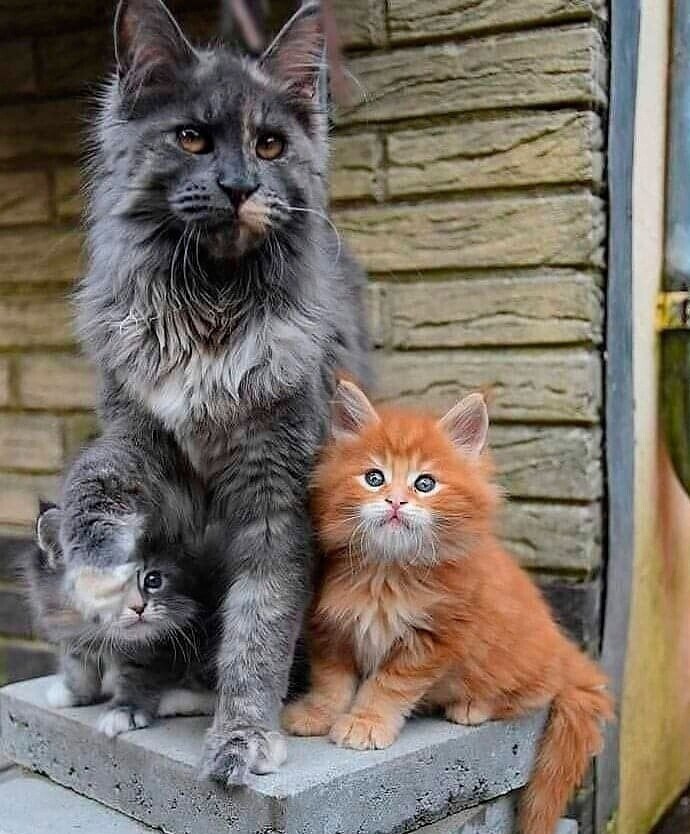 -! )