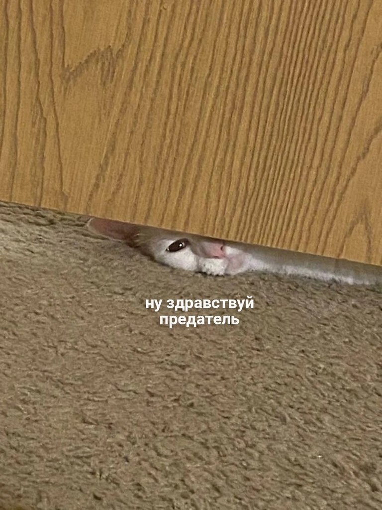 : *     *.  :