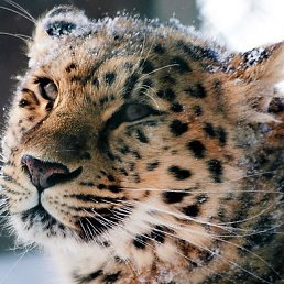 ���� ϸ��, ������-��-����, 71 ��� - ��������� 29 ���� 2022