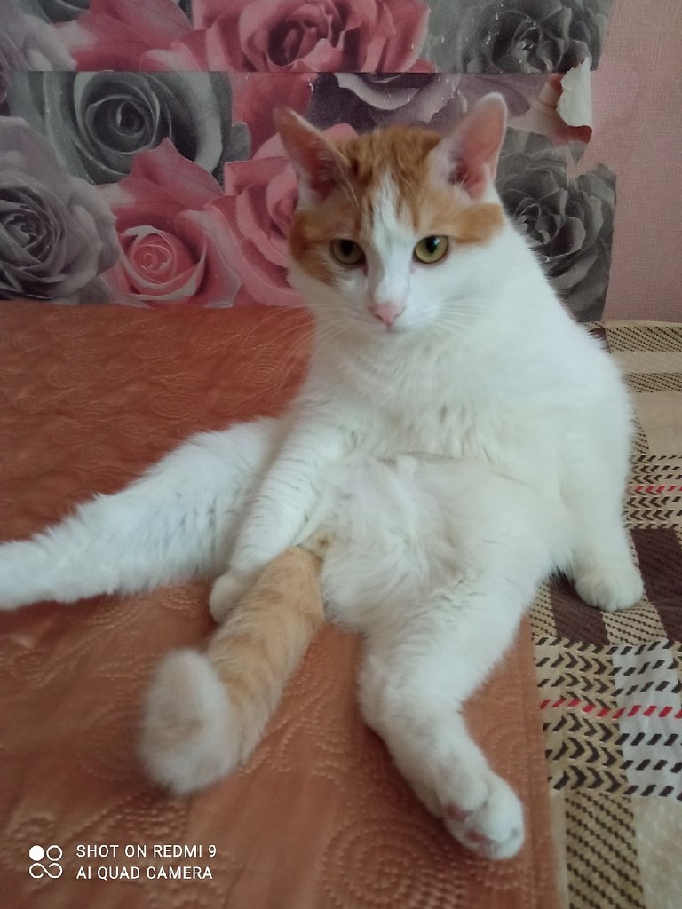   -,   )