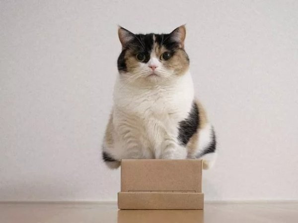 Нет такой коробки, в которую не поместился бы кот - 7