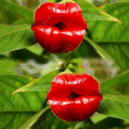  .  - Psychotria Elata