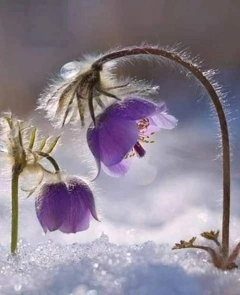 Февраль... А где -то тихонько под снегом... Дышит Весна...!)