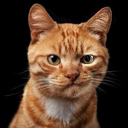 Toni, ��������, 47 ���