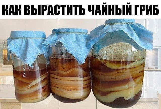 Как вырастить чайный гриб с нуля.Выращивание гриба из черного чая Если чайный гриб нужен вам лишь ...