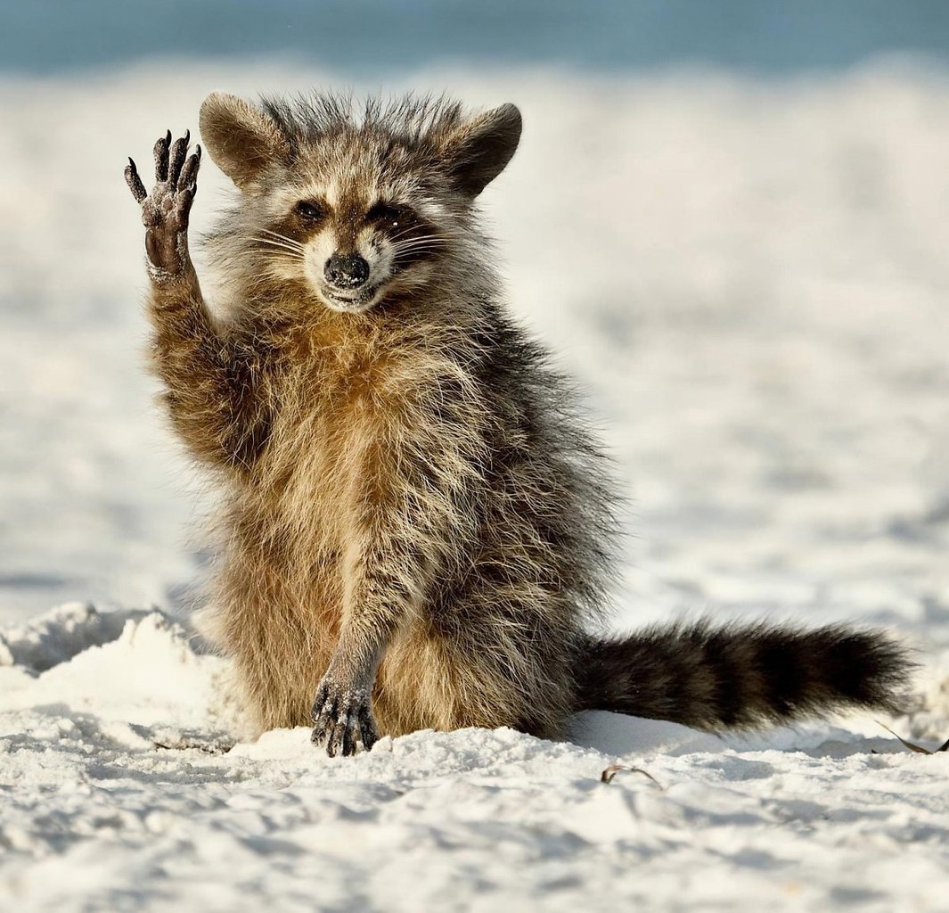   Comedy Wildlife Photo Awards.. ,     ...