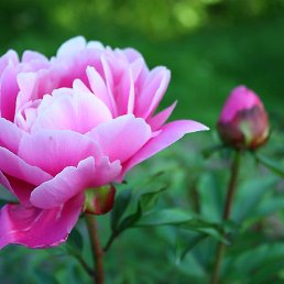 �������, ���������, 45 ���