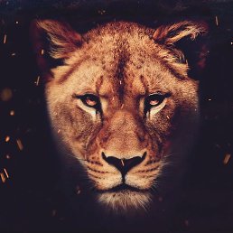 ���������, ������