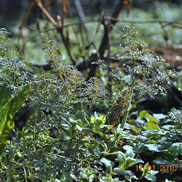 Konstantin, ���������, 57 ���