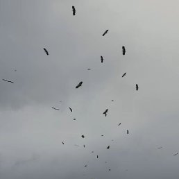 Shaxrik, �������, 34 ����