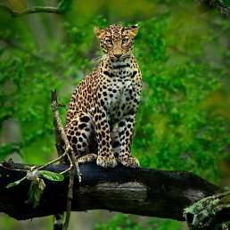 ������, ���������, 45 ���