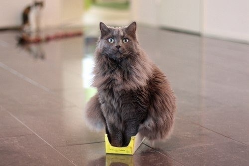 Нет такой коробки, в которую не поместился бы кот - 10