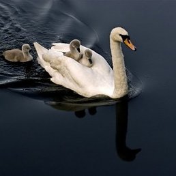 Yana, ������, 42 ����