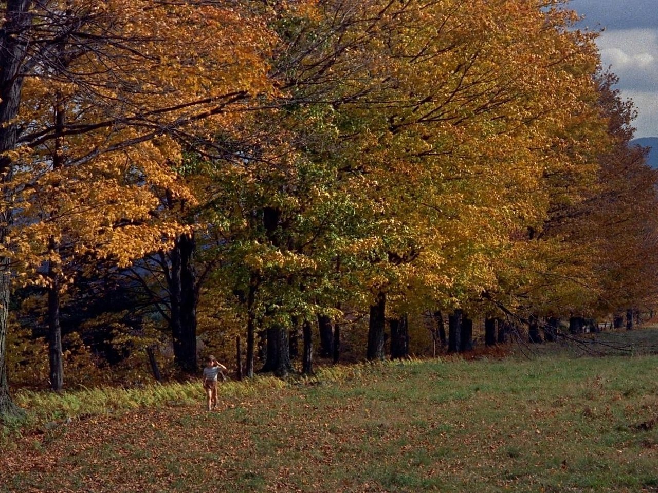    !   : 1.    / Fantastic Mr. Fox   ... - 9