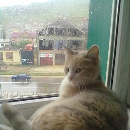 Muhammad, ��������, 31 ���