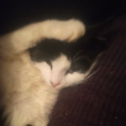 ����, ������, 38 ���