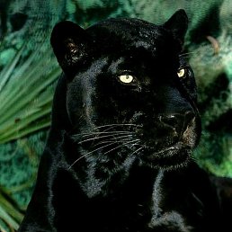  Black Cat, , 54  -  24  2022