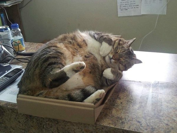 Нет такой коробки, в которую не поместился бы кот - 3