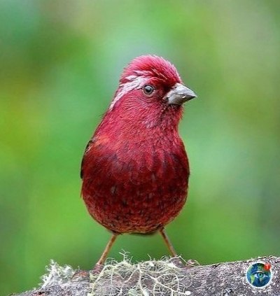 o-paca ea. ae  ae, a, .    - 4