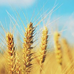 Slavic, �����, 46 ���