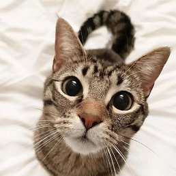 �����, �����������, 39 ���