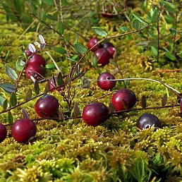 ������, �����-���������, 42 ����