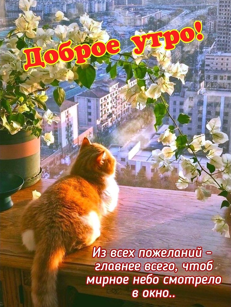 >^..^<
