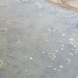 Eldor, �����, 38 ���