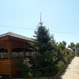 Walera, �����������, 62 ����