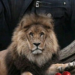 �����, ����, 65 ���