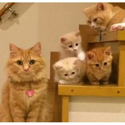 ����, ������, 37 ���