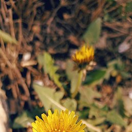 Shavkat, �������, 29 ���