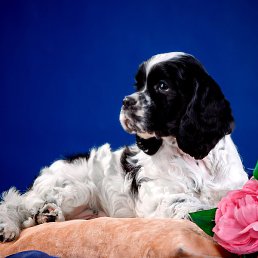 ������, ������