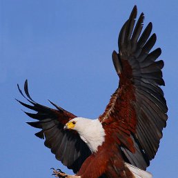 �����, ����������, 35 ���