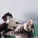 ���� �����, ������, 61 ��� - ��������� 11 ������� 2023