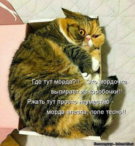   :  ,  . //   ,    ,  ... - 3