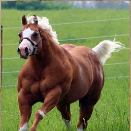 ����, �����������, 44 ����